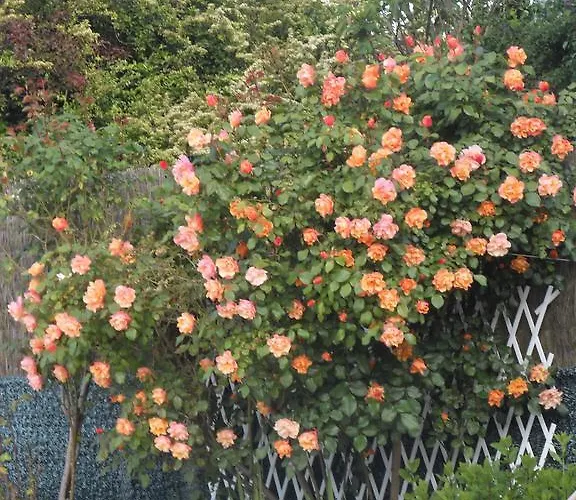 Du Puy D'alon 3* スイヤック