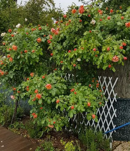 Du Puy D'alon スイヤック